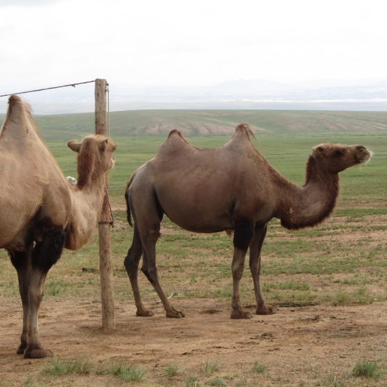 über uns Mongolei Kamelwolle mongolisches Kamel Yak Schaf